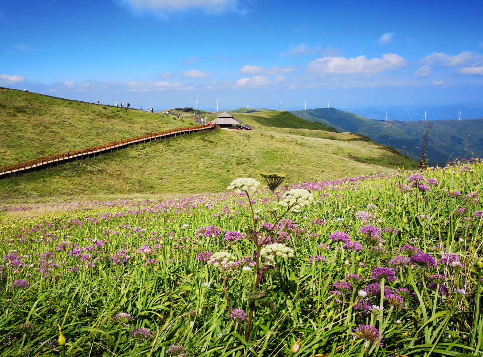 韭菜坪(阿西里西天上花海景区)又称大韭菜坪,与位于毕节市赫章县南部