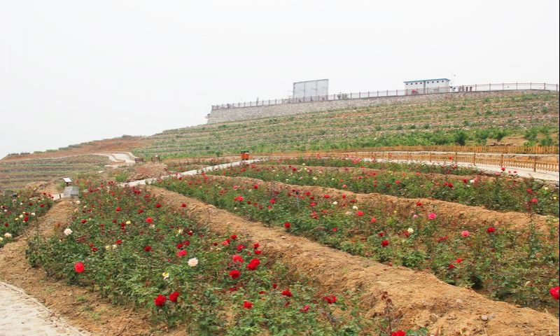 7,月季除了玫瑰外,园内还种植了多种名优月季,薰衣草,罗勒,香囊草等