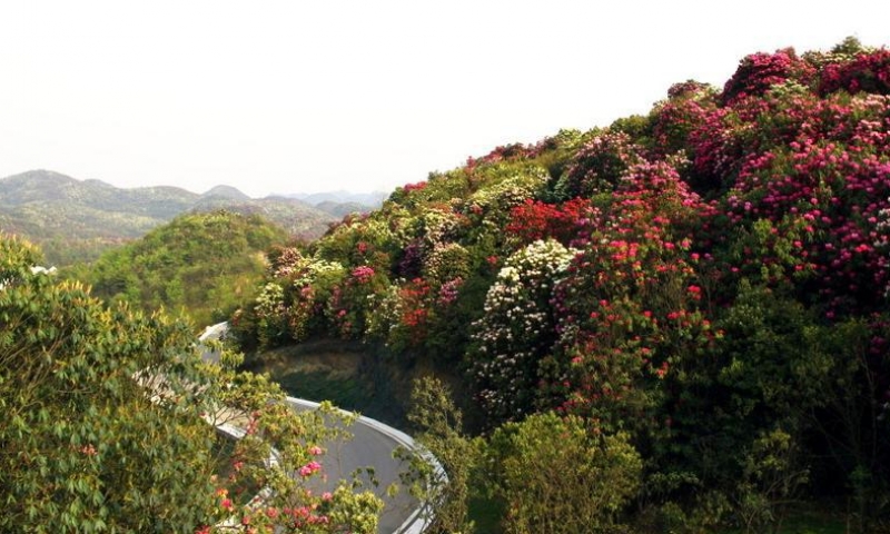 毕节百里杜鹃景区(5a)
