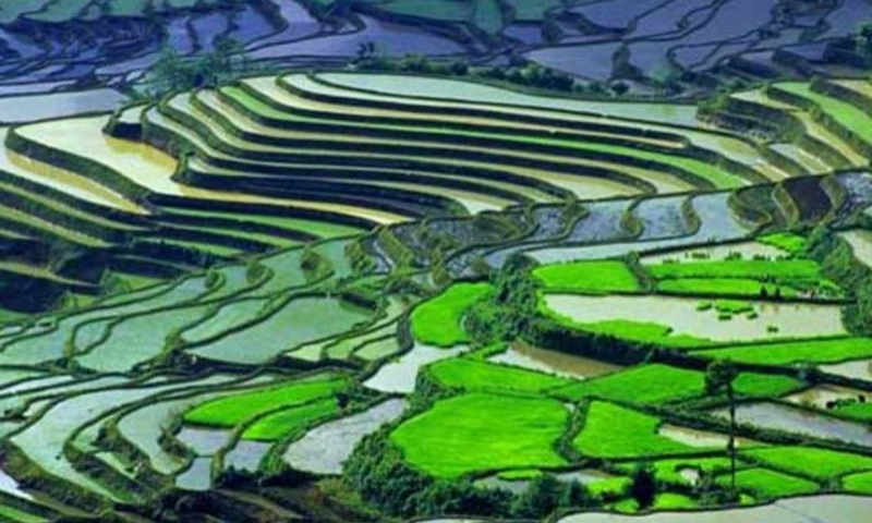 元阳哈尼梯田景区