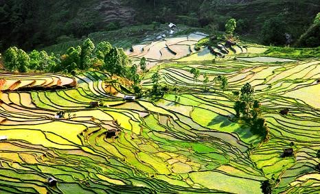 元阳哈尼梯田景区